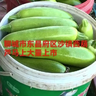 绿皮西葫芦