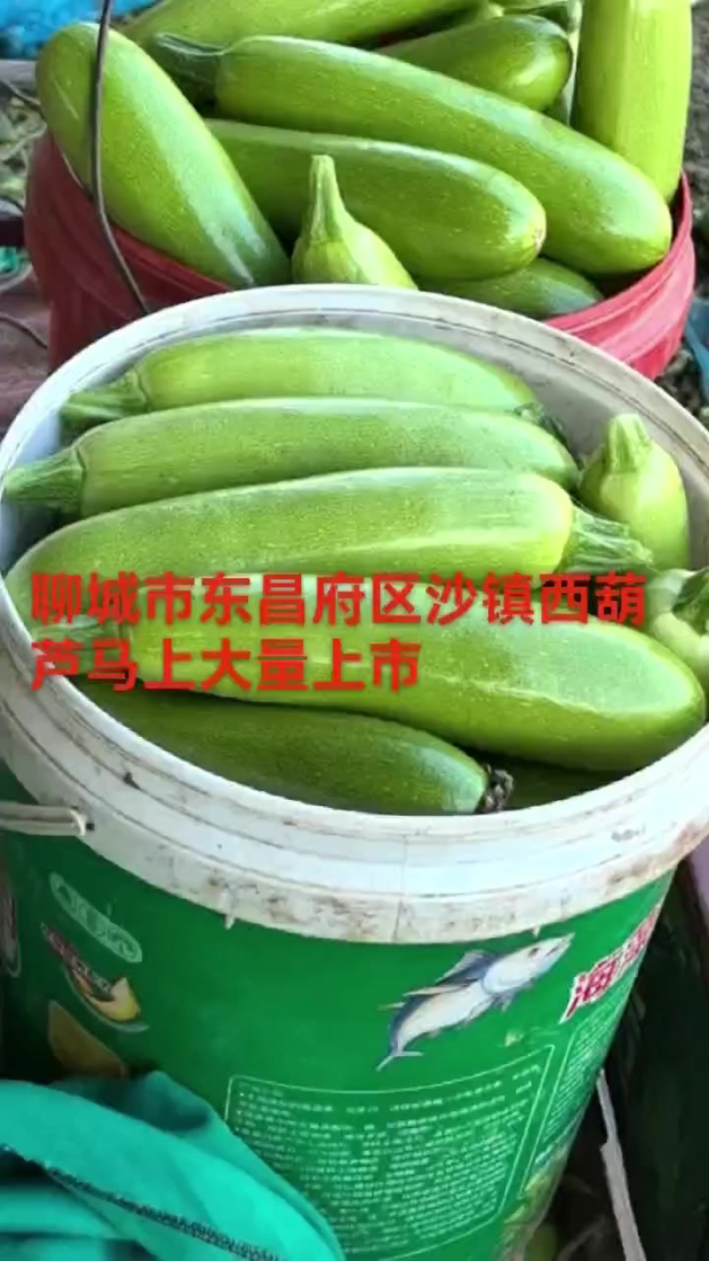 绿皮西葫芦