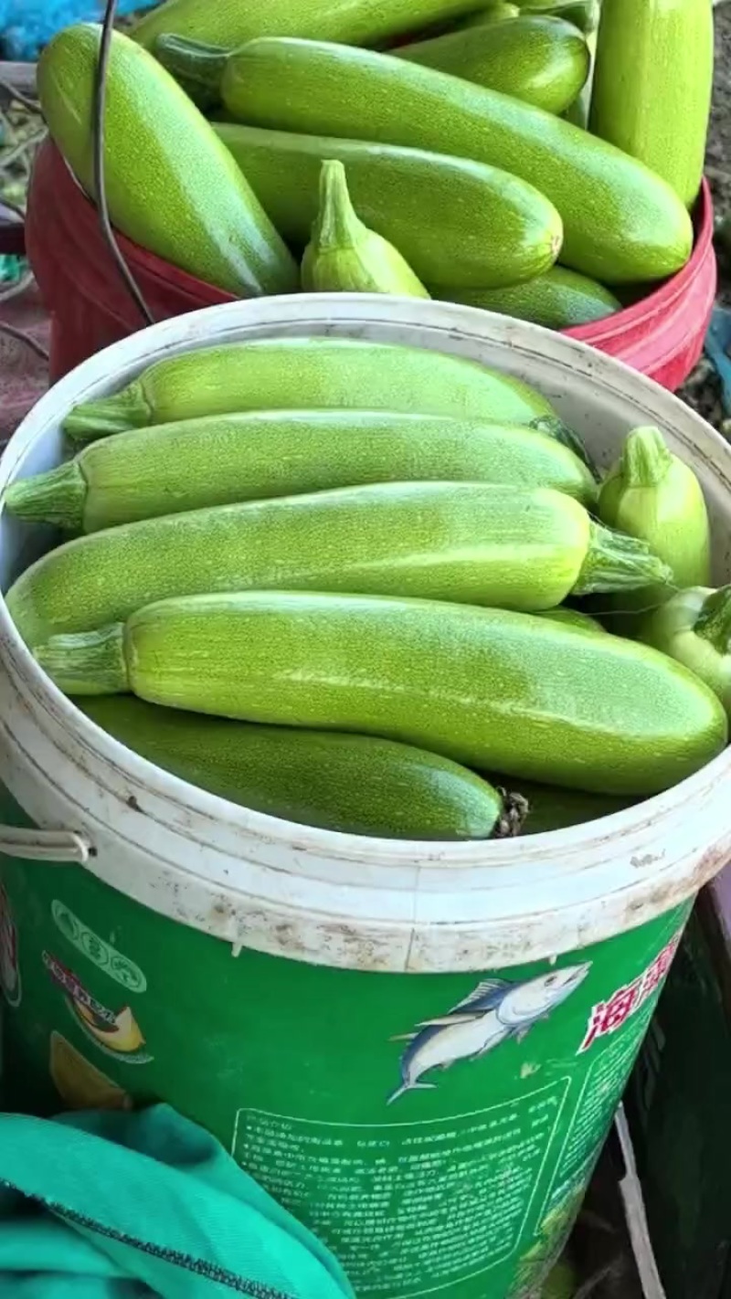 绿皮西葫芦