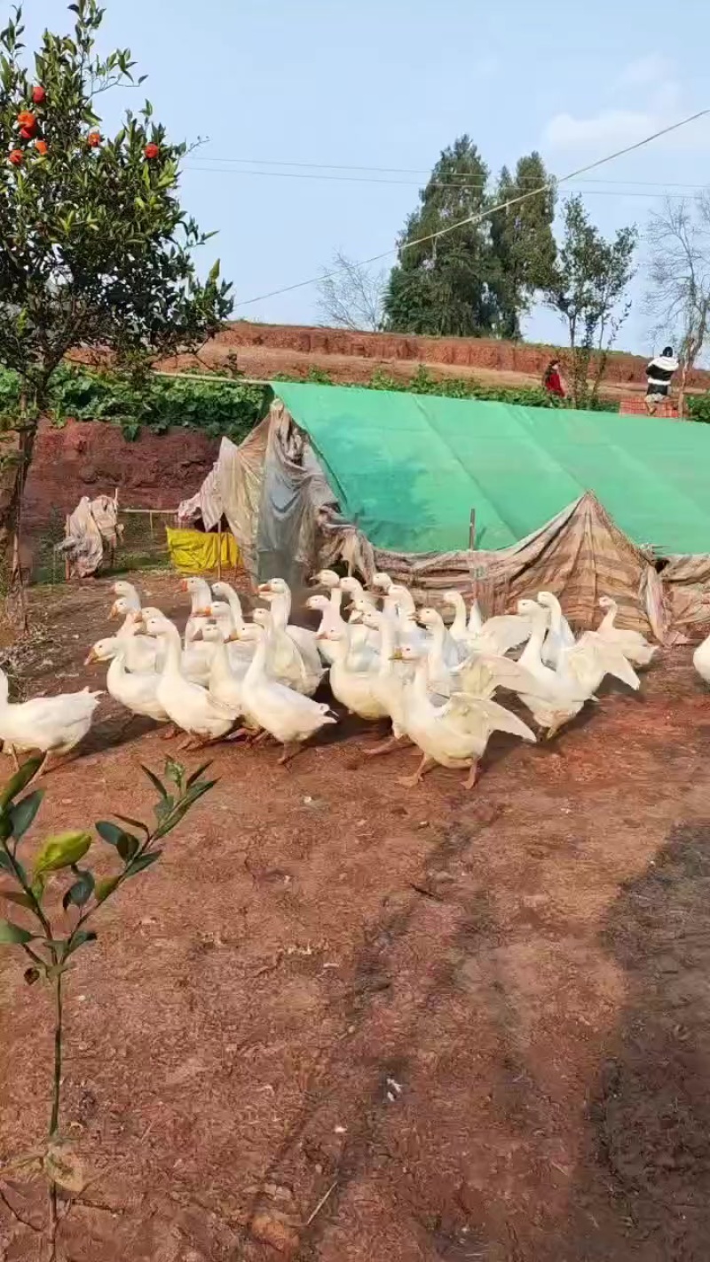 合什镇土鹅