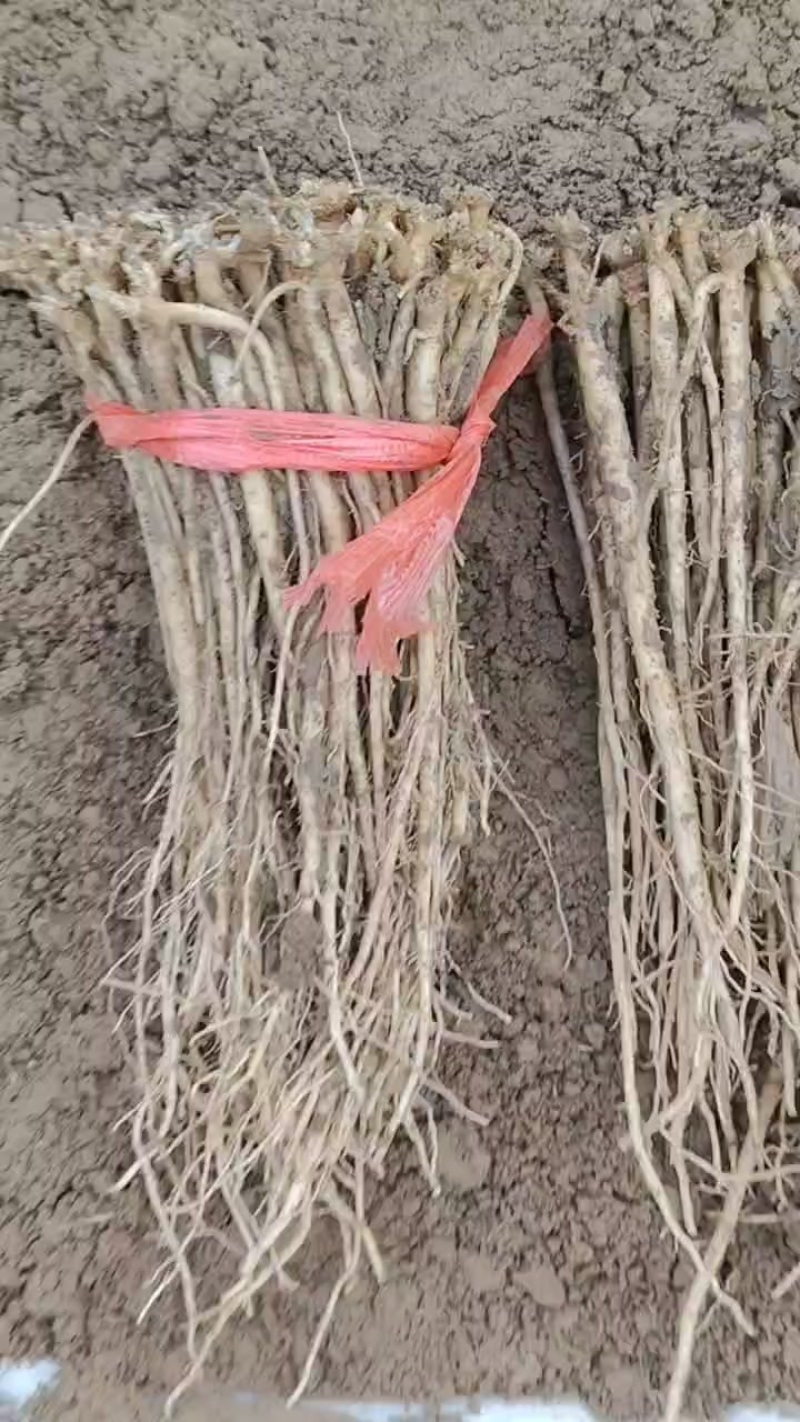 中药材