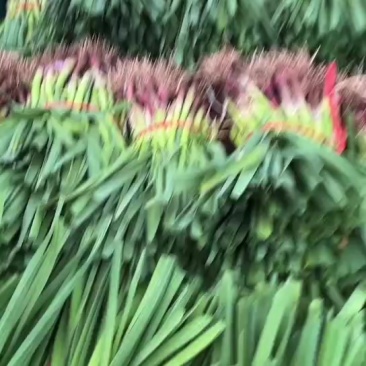中牟精品红根蒜苗