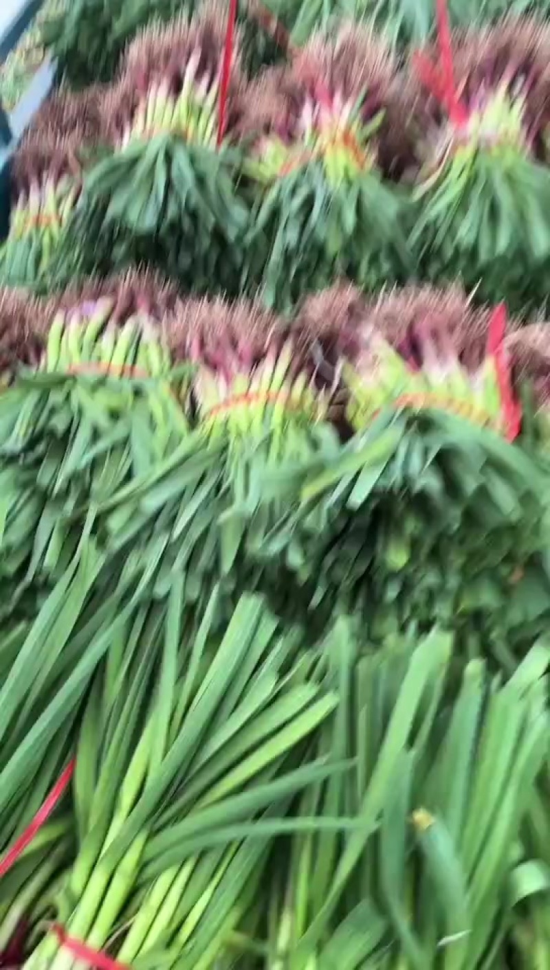 中牟精品红根蒜苗