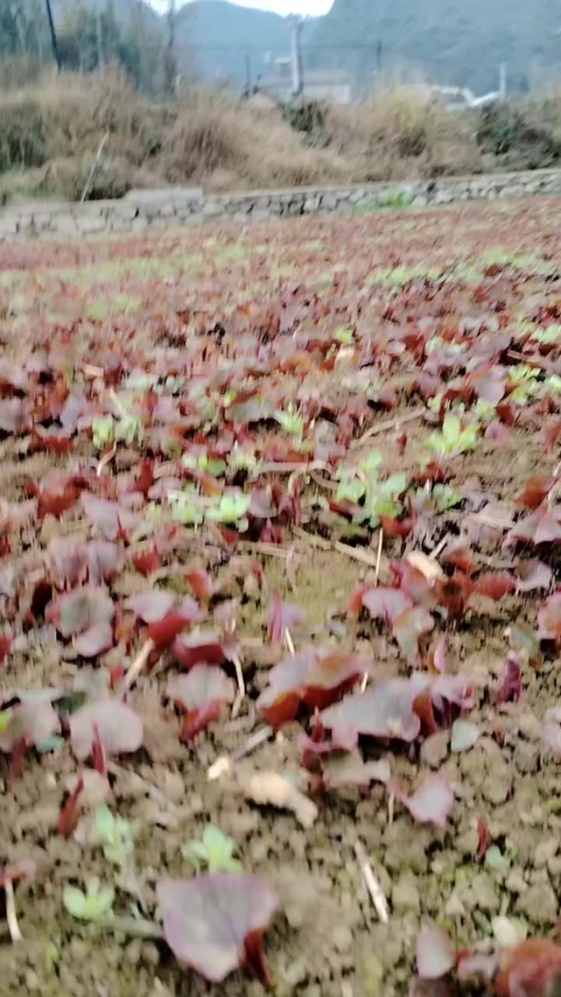 贵州黔西南红叶鱼腥草。