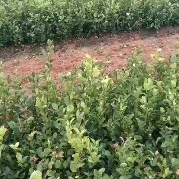 江西高产茶油苗