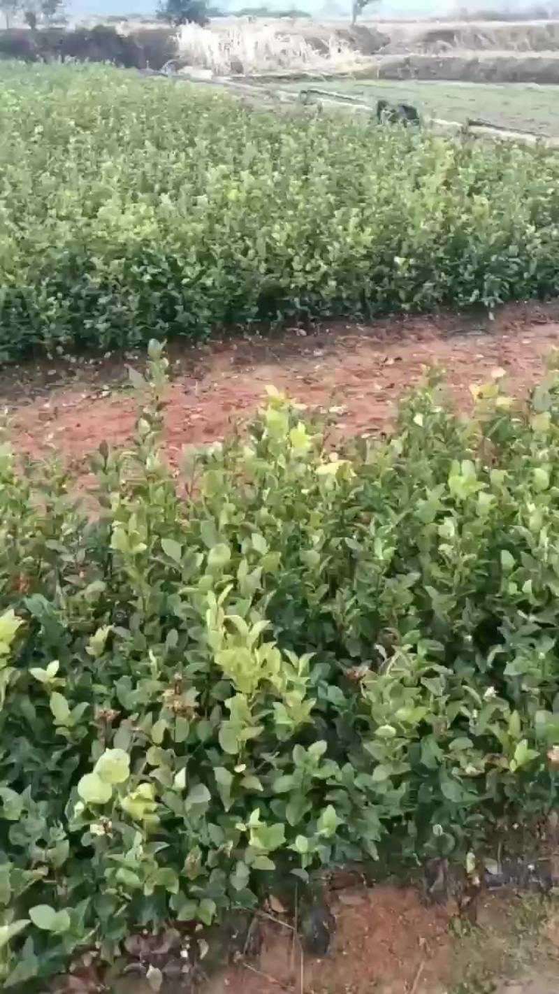 江西高产茶油苗