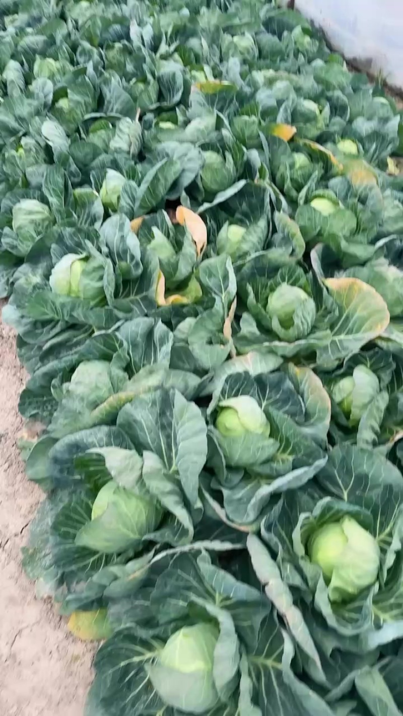 甘蓝