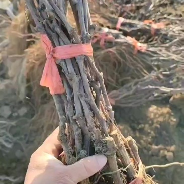 红提葡萄苗