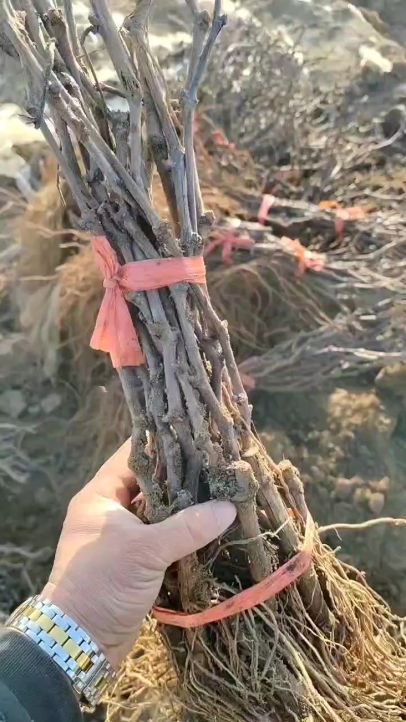 红提葡萄苗