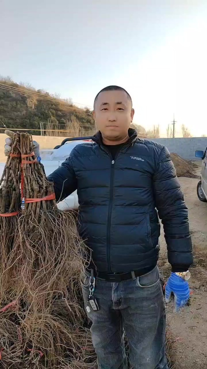 红提葡萄苗
