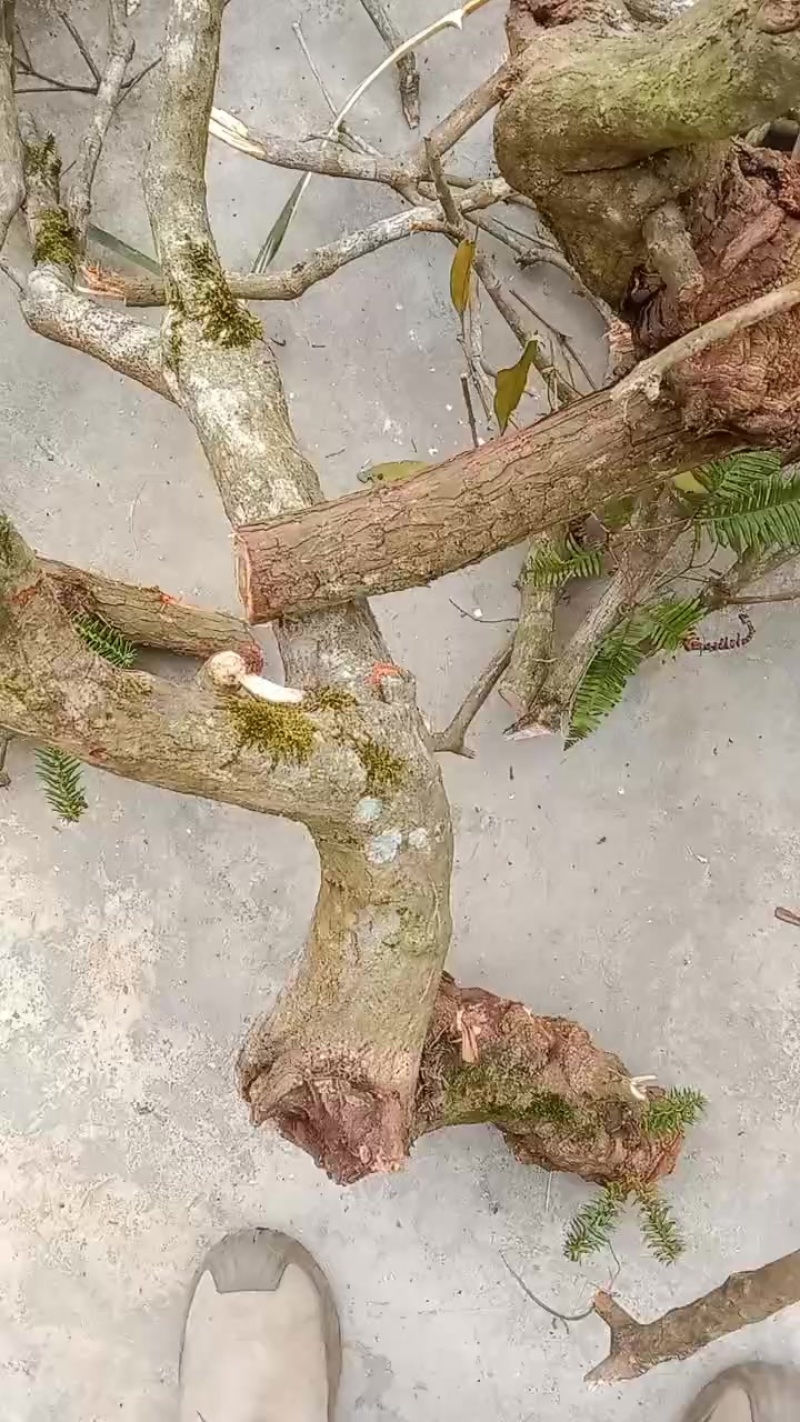 杉木寄生