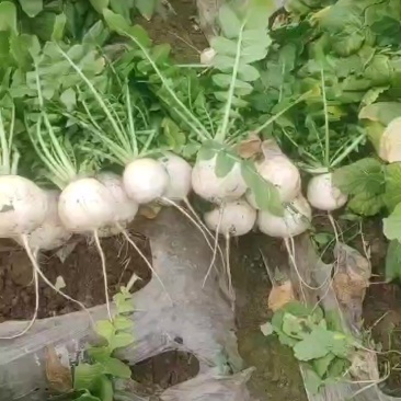 圆萝卜