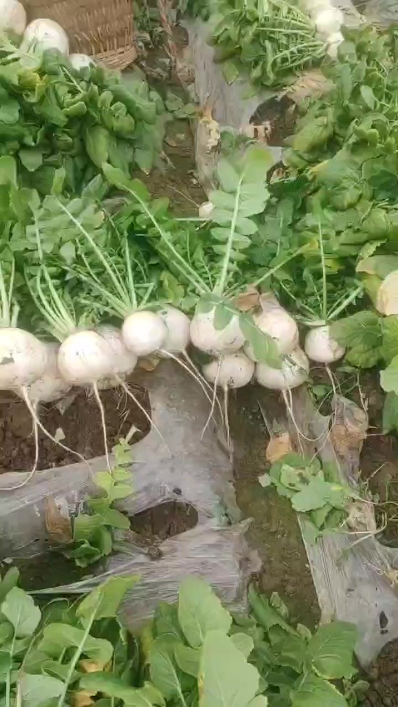 圆萝卜