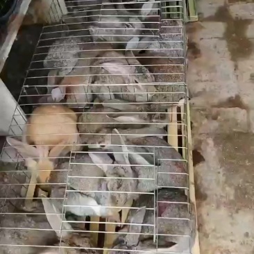 活体比利时野兔幼兔比利时兔肉兔