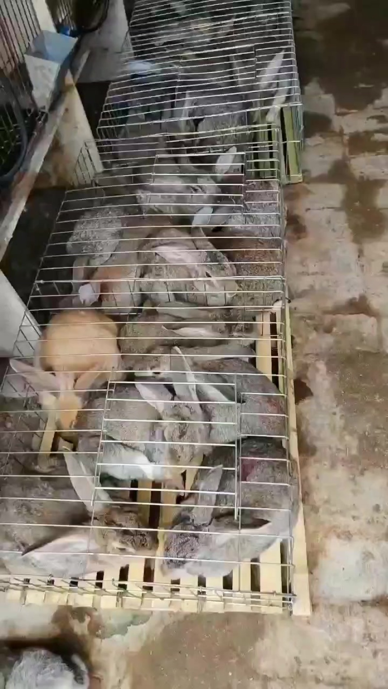 活体比利时野兔幼兔比利时兔肉兔