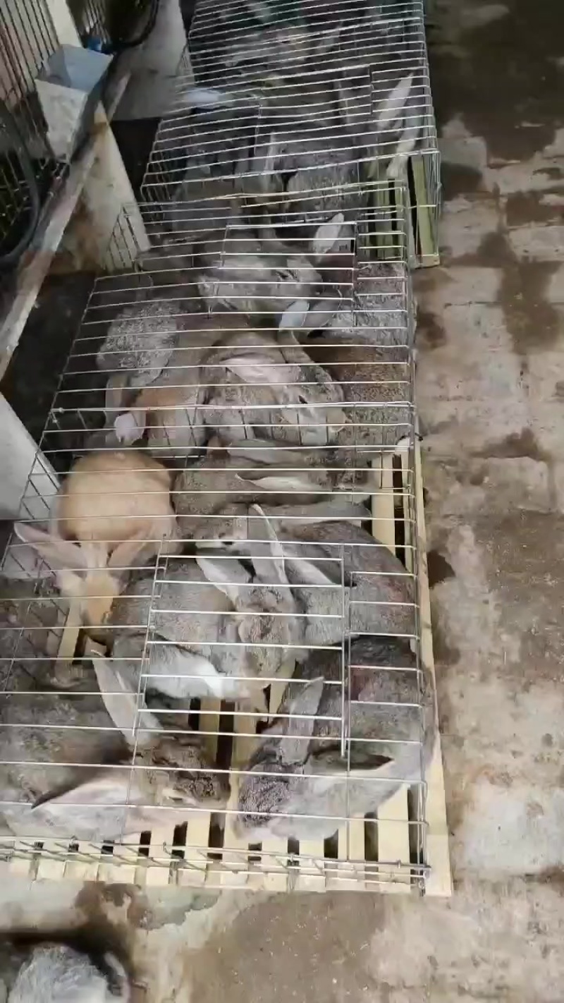 活体比利时野兔幼兔比利时兔肉兔