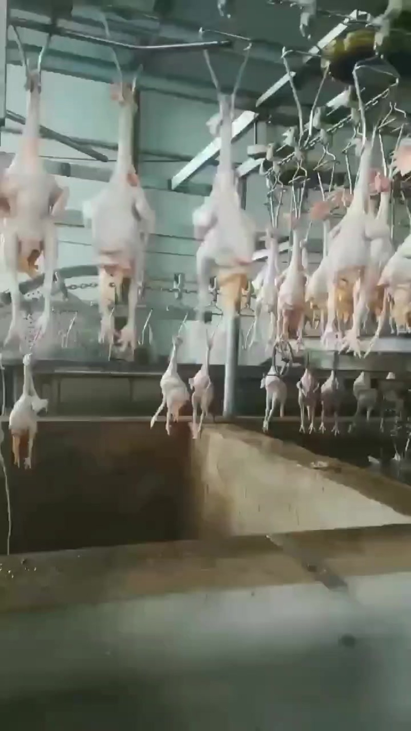 白条鸡