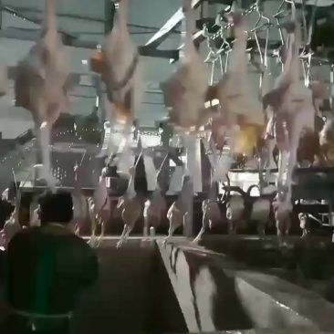 白条鸡