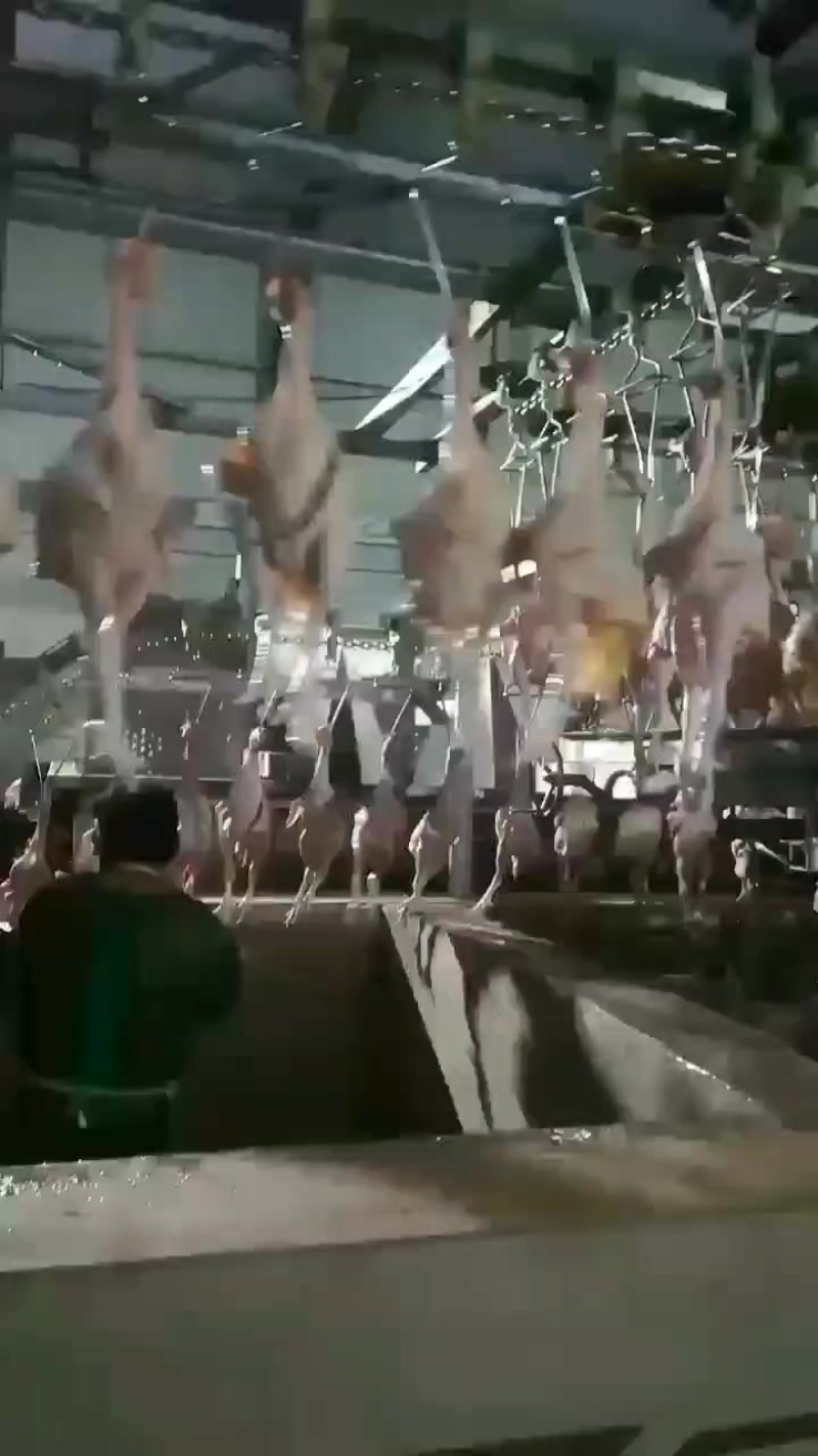 白条鸡