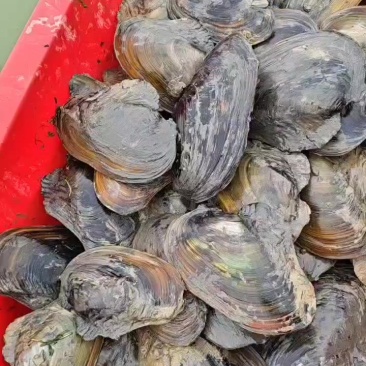 河蚌大货，