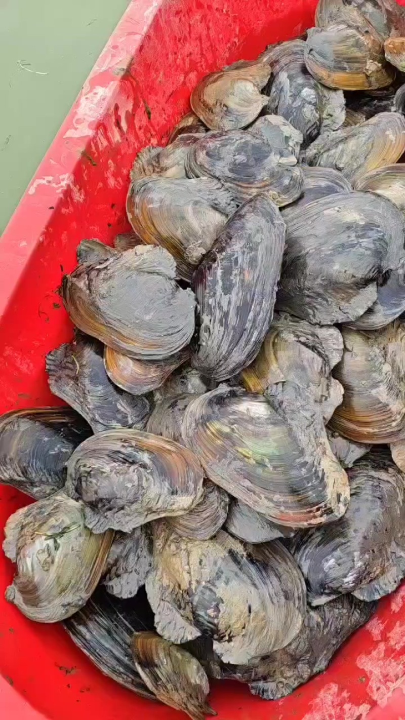 河蚌大货，
