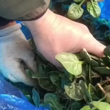 趴地小菠菜