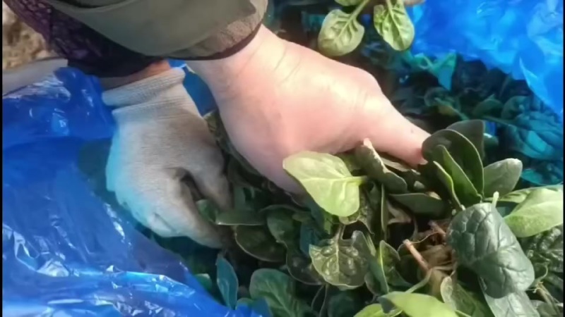 趴地小菠菜
