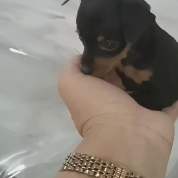 小鹿犬狗宝宝有一个两个月大有两个三个月大都是弟弟茶杯小体型