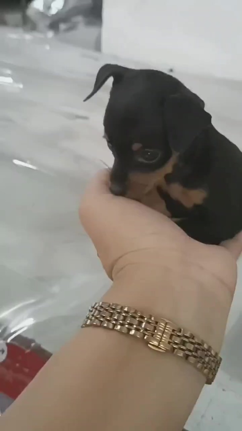 小鹿犬狗宝宝有一个两个月大有两个三个月大都是弟弟茶杯小体型