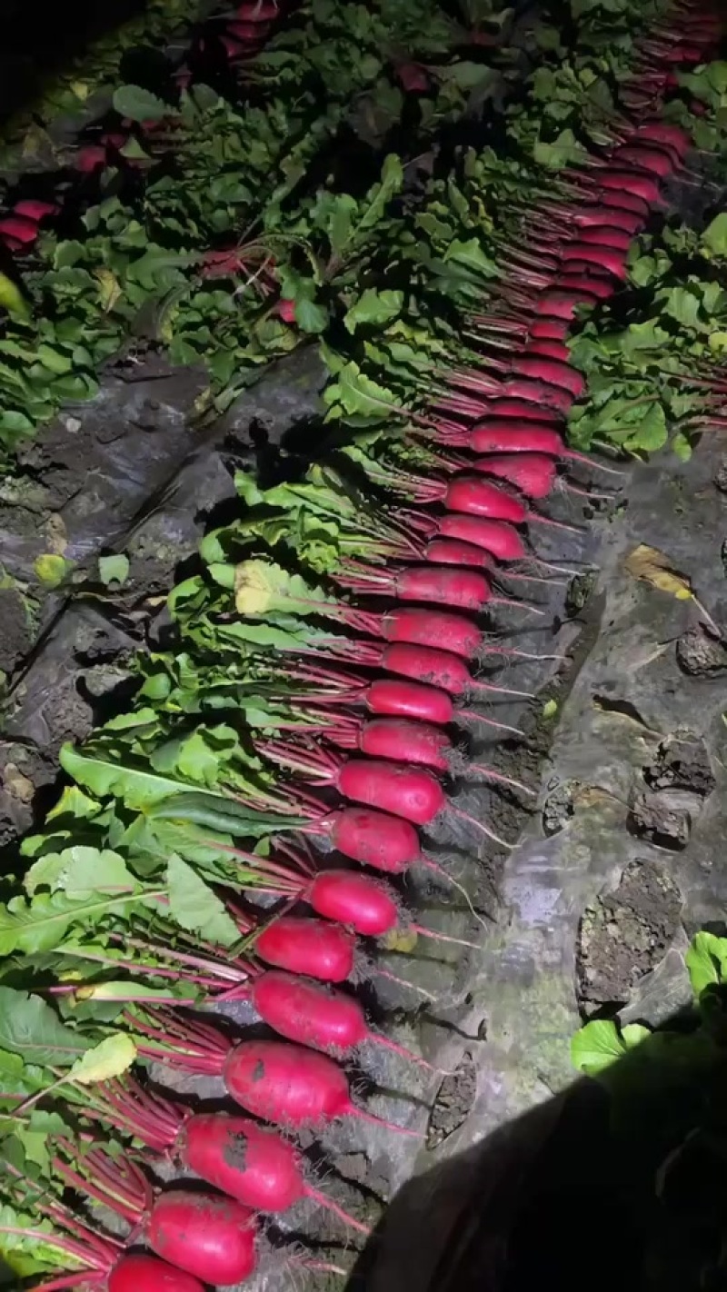 红皮萝卜