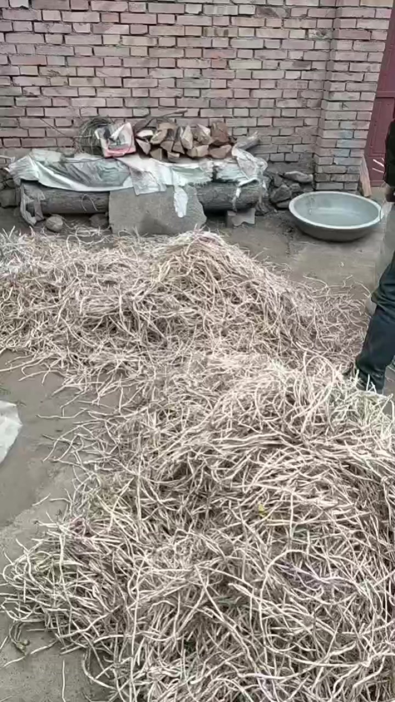 子弹头款冬花苗子