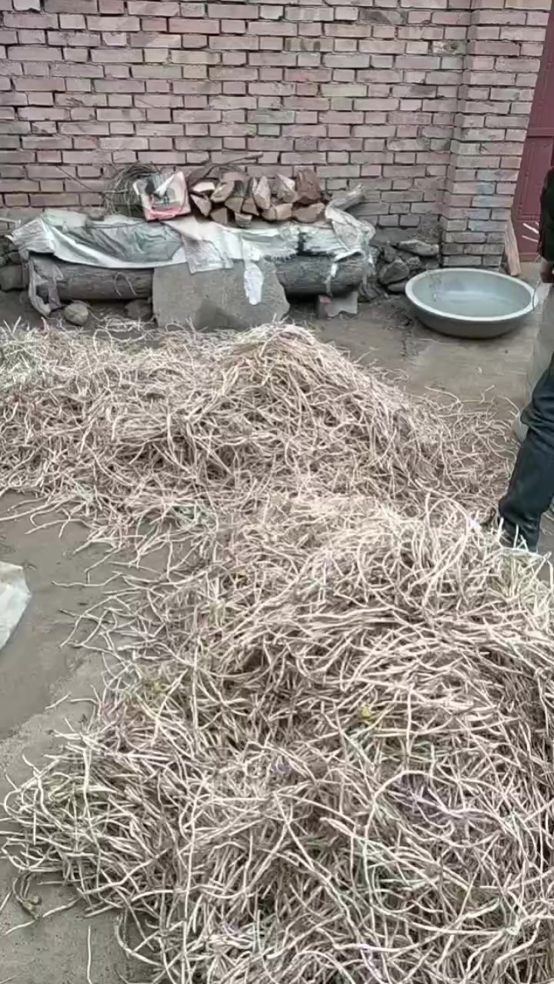 子弹头款冬花苗子