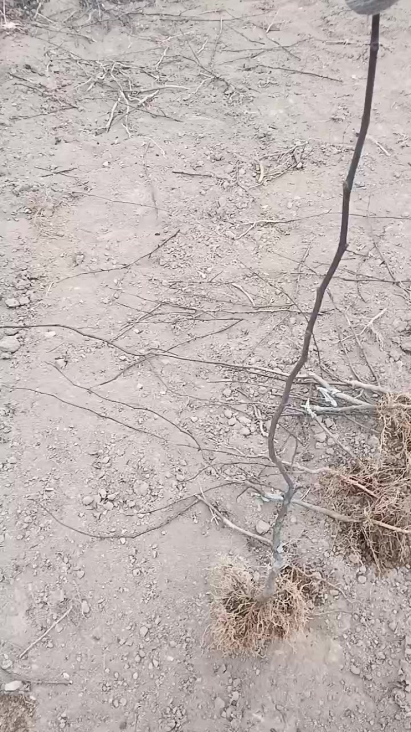 大红袍花椒苗