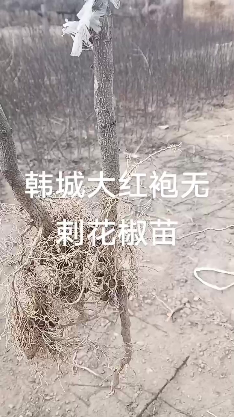 大红袍花椒苗