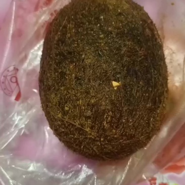猪宝