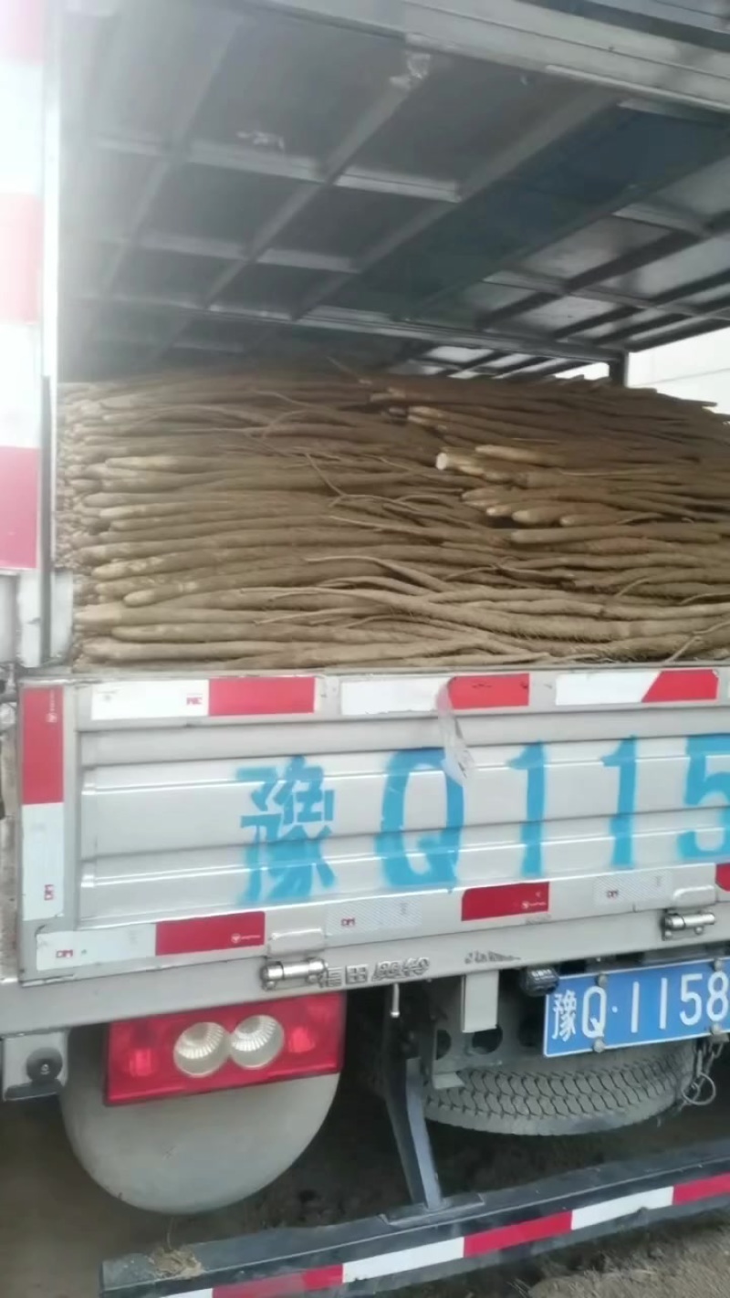小白嘴白山药