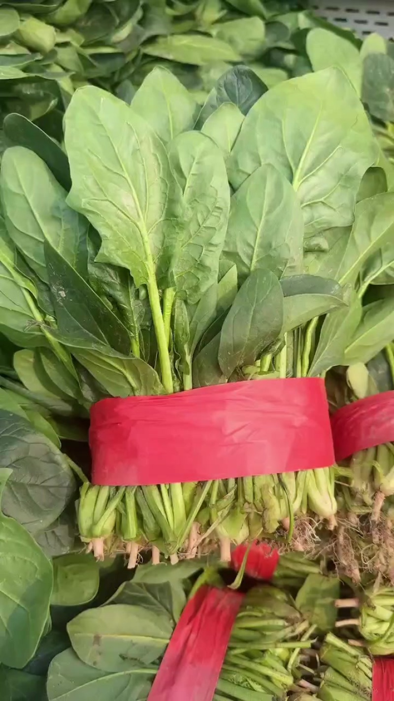 精品菠菜大量上市需要的联系