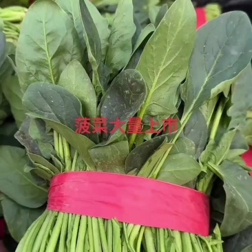 精品菠菜大量上市需要的联系