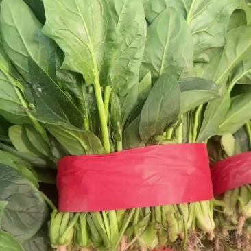 精品菠菜大量上市需要的联系