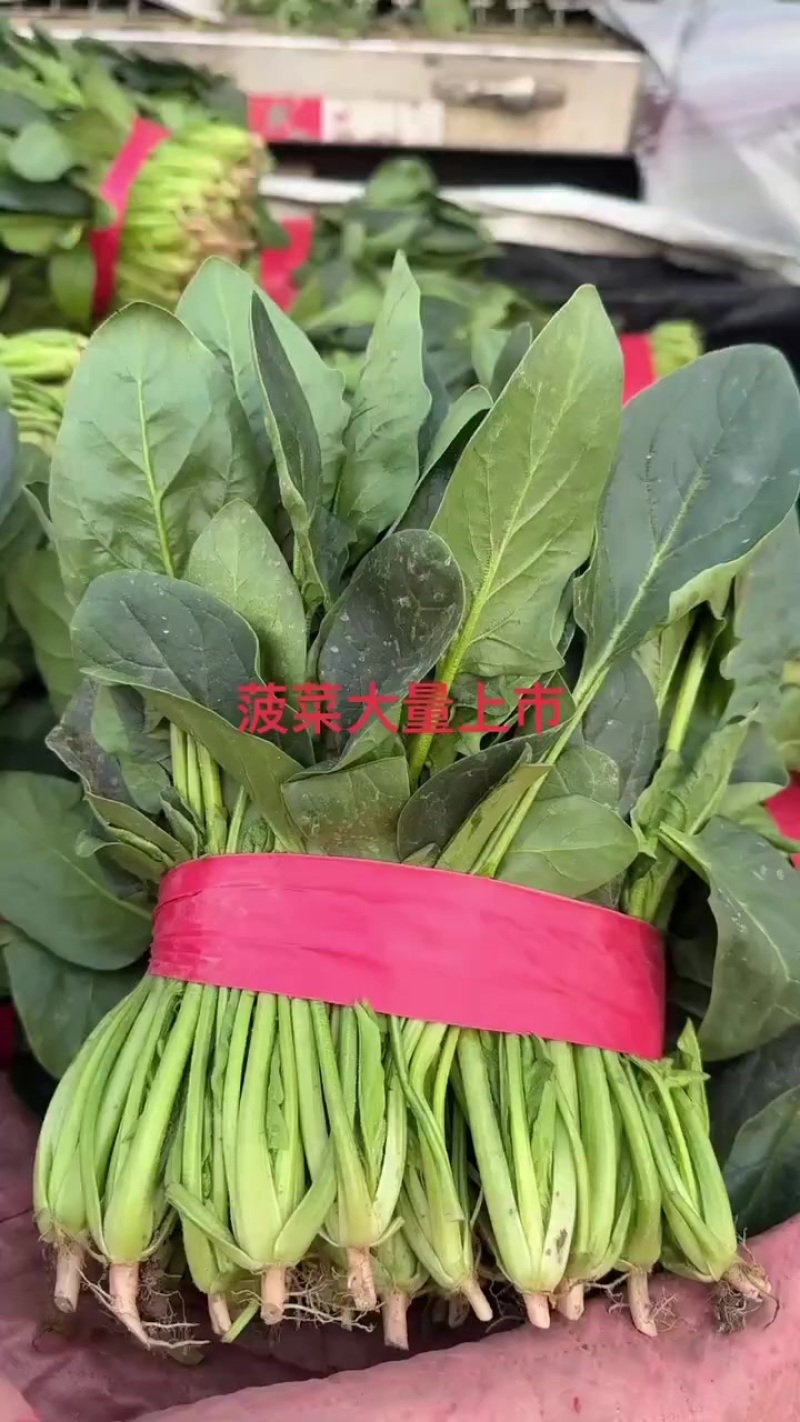 精品菠菜大量上市需要的联系