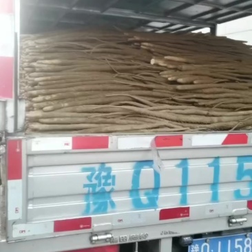 小白嘴白山药