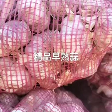 中牟紫红皮精品早熟蒜