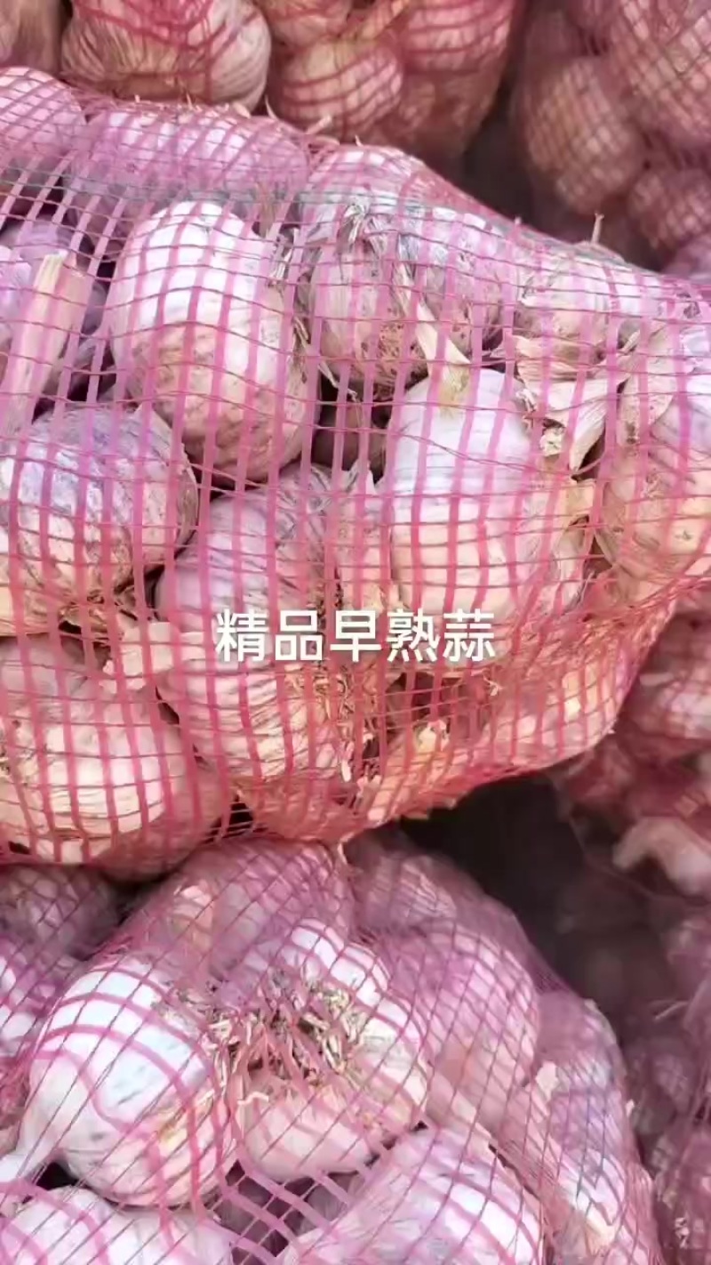 中牟紫红皮精品早熟蒜
