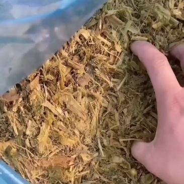 黄储