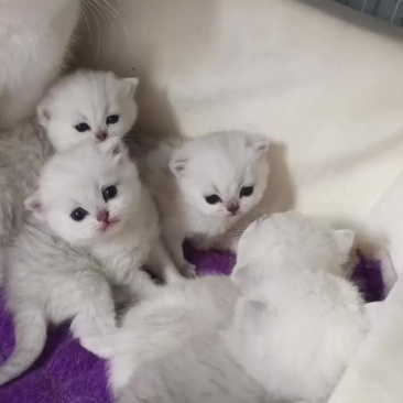 宠物猫