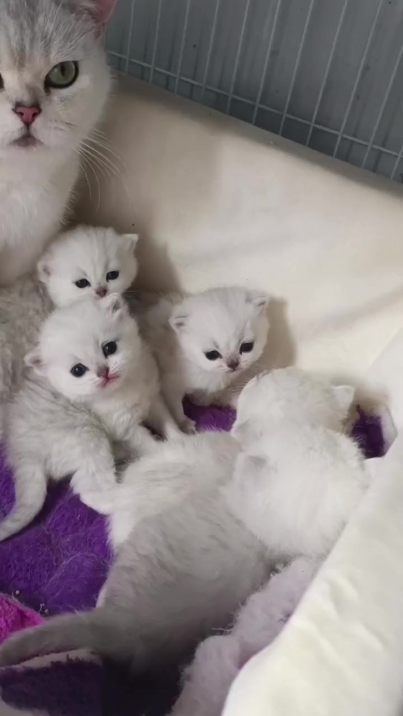 宠物猫