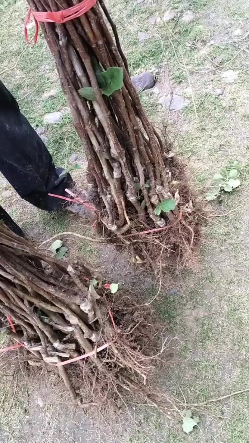 大金星山楂苗！八月红山楂苗！大五棱山楂苗！黄金山楂苗！