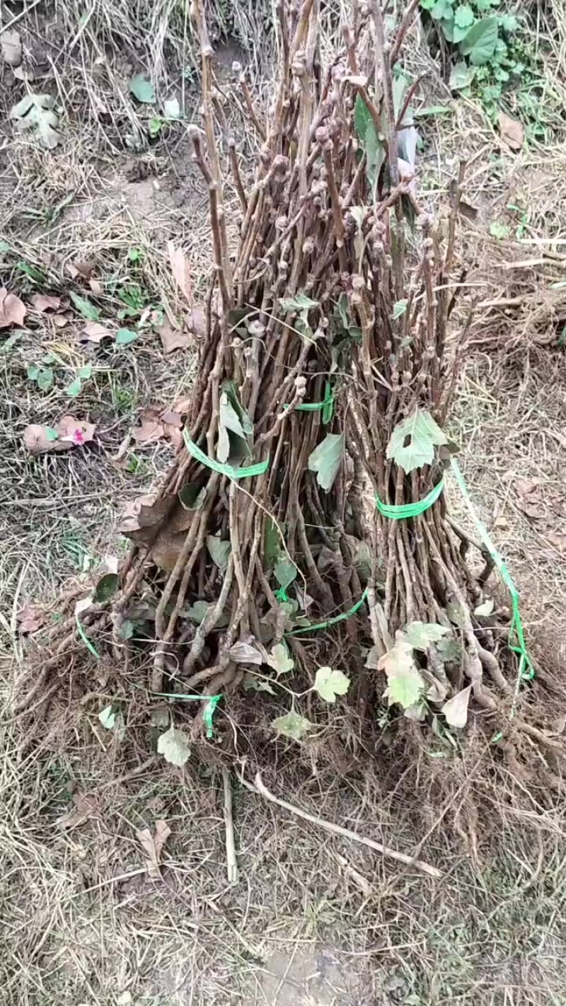 大金星山楂苗！八月红山楂苗！大五棱山楂苗！黄金山楂苗！