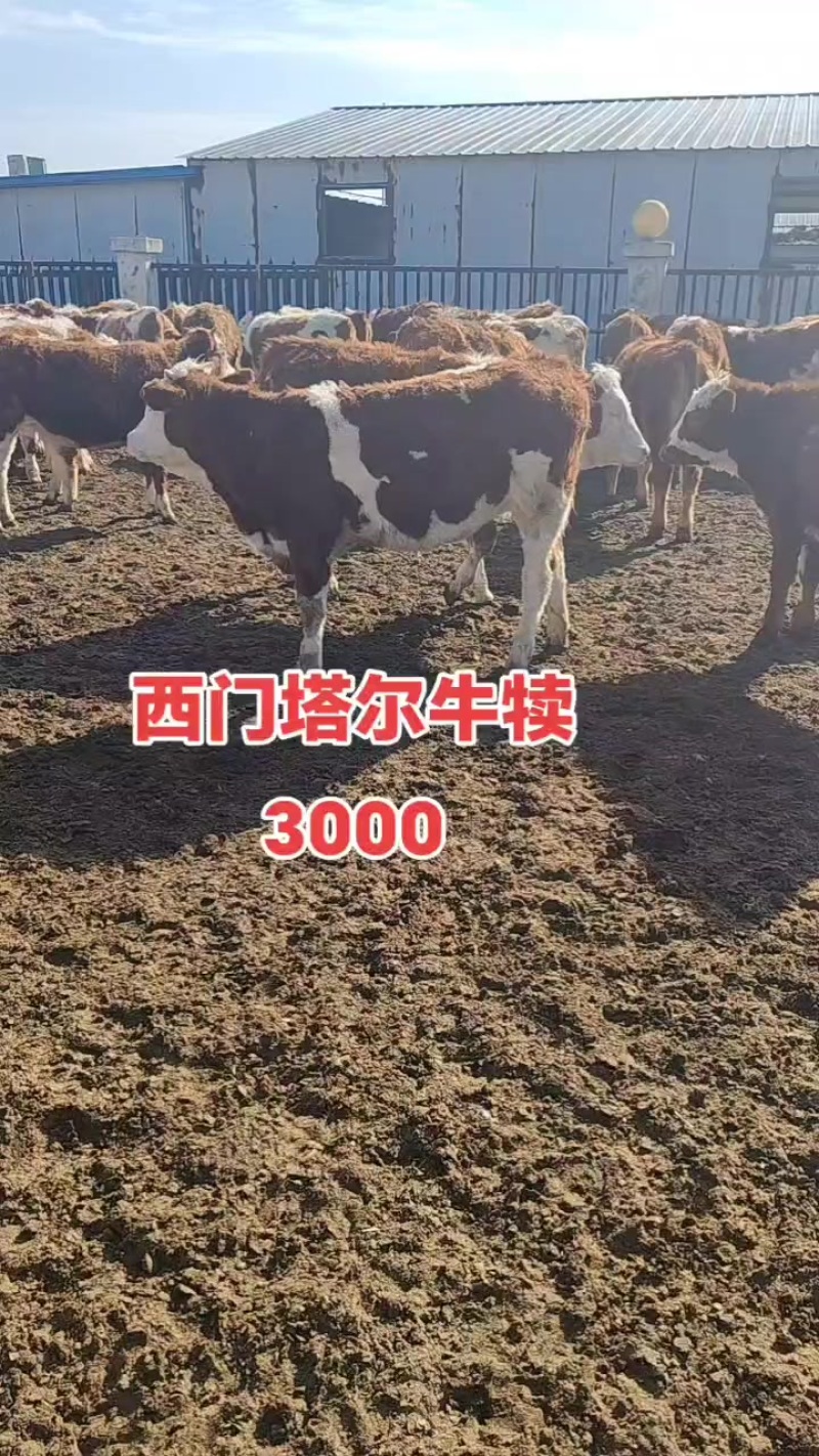 3000西门塔尔牛犊