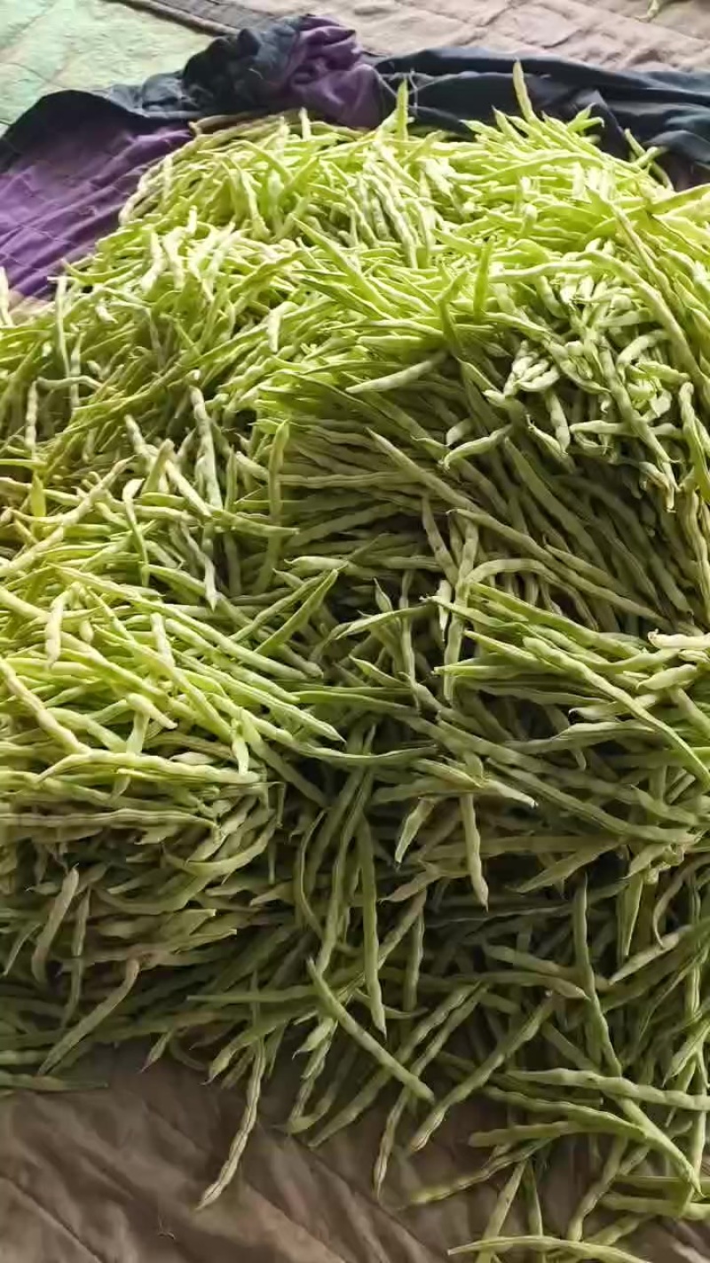 精品芸豆欢迎老板来选购位置山东日照